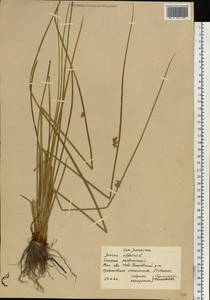 Juncus effusus L., Eastern Europe, Moscow region (E4a) (Russia)
