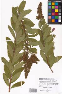 Spiraea rosalba, Eastern Europe, Moscow region (E4a) (Russia)