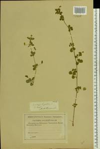 Medicago lupulina L., Eastern Europe, North-Western region (E2) (Russia)