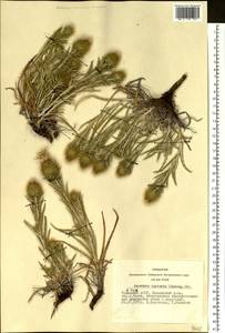 Ancathia igniaria (Spreng.) DC., Siberia, Altai & Sayany Mountains (S2) (Russia)