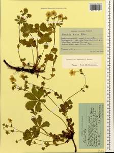 Potentilla ruprechtii Boiss., Caucasus, Stavropol Krai, Karachay-Cherkessia & Kabardino-Balkaria (K1b) (Russia)