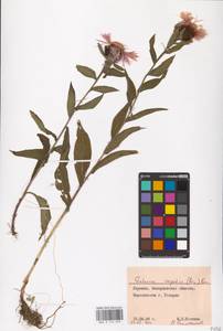 Centaurea phrygia subsp. carpatica (Porcius) Dostál, Eastern Europe, West Ukrainian region (E13) (Ukraine)