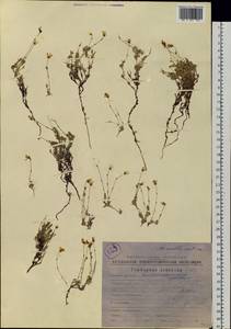 Cherleria arctica (Stev. ex Ser.) comb. ined., Siberia, Chukotka & Kamchatka (S7) (Russia)