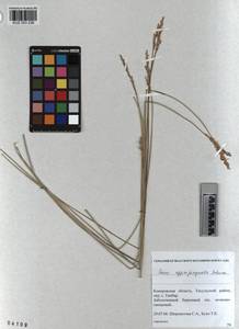 KUZ 003 236, Carex appropinquata Schumach., Siberia, Altai & Sayany Mountains (S2) (Russia)