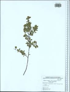 Spiraea crenata L., Eastern Europe, Central region (E4) (Russia)