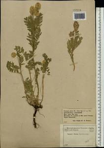 Oxytropis pilosa (L.)DC., Eastern Europe, Central forest-and-steppe region (E6) (Russia)