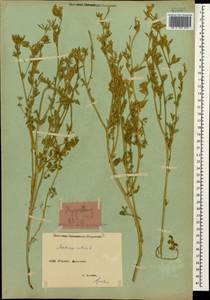 Medicago sativa L., Caucasus, Armenia (K5) (Armenia)