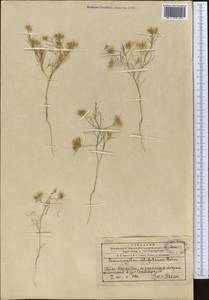 Cuminum setifolium (Boiss.) Koso-Pol., Middle Asia, Western Tian Shan & Karatau (M3) (Kazakhstan)