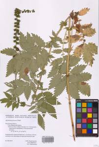 Agrimonia procera Wallr., Eastern Europe, Central region (E4) (Russia)