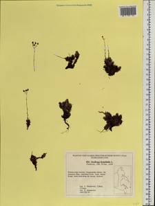 Saxifraga bronchialis L., Siberia, Russian Far East (S6) (Russia)