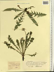 Taraxacum stenoglossum Brenner, Eastern Europe, Central region (E4) (Russia)