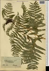 Pteridium aquilinum subsp. aquilinum, Caucasus, Azerbaijan (K6) (Azerbaijan)