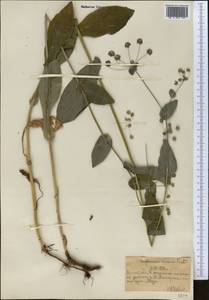 Bupleurum aureum Fisch., Middle Asia, Northern & Central Tian Shan (M4) (Kazakhstan)