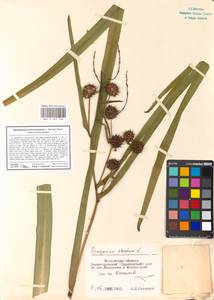 Sparganium erectum subsp. microcarpum (Neuman) Domin, Eastern Europe, Moscow region (E4a) (Russia)