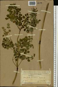 Thalictrum, Eastern Europe, Northern region (E1) (Russia)