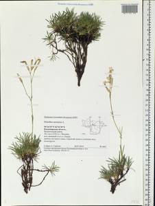 Dianthus arenarius, Eastern Europe, Central region (E4) (Russia)