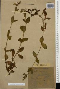 Silene balansae Boiss., Caucasus, Black Sea Shore (from Novorossiysk to Adler) (K3) (Russia)