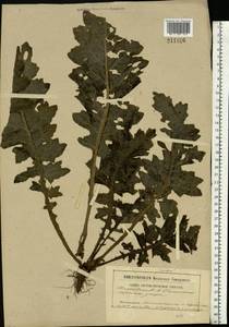 Cirsium, Eastern Europe, South Ukrainian region (E12) (Ukraine)