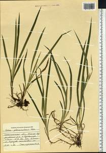 Carex planiculmis Kom., Siberia, Russian Far East (S6) (Russia)