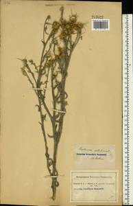 Centaurea solstitialis L., Eastern Europe, South Ukrainian region (E12) (Ukraine)