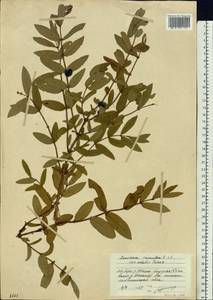 Lonicera caerulea subsp. caerulea, Siberia, Baikal & Transbaikal region (S4) (Russia)