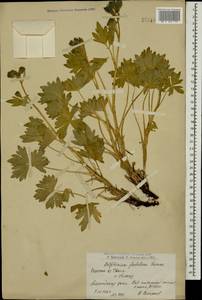 Delphinium foetidum Lomak, Caucasus, Armenia (K5) (Armenia)