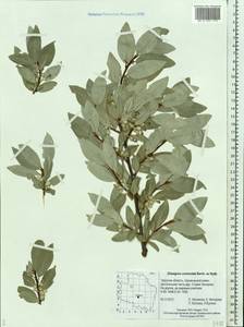 Elaeagnus commutata Bernh. ex Rydb., Eastern Europe, North-Western region (E2) (Russia)