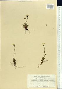 Saxifraga hirculus L., Siberia, Central Siberia (S3) (Russia)