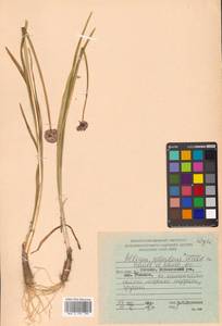 Allium splendens subsp. insulare Vorosch., Siberia, Russian Far East (S6) (Russia)