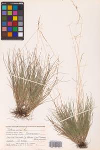 Festuca ovina L., Eastern Europe, Western region (E3) (Russia)