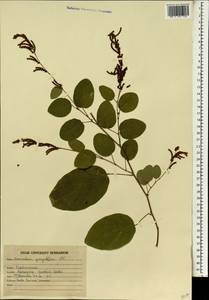 Desmodium gangeticum (L.)DC., South Asia, South Asia (Asia outside ex-Soviet states and Mongolia) (ASIA) (India)