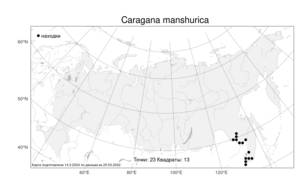 Caragana manshurica (Kom.) Kom., Atlas of the Russian Flora (FLORUS) (Russia)