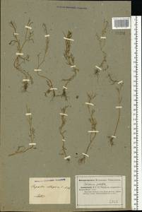 Cardamine parviflora L., Eastern Europe, Lower Volga region (E9) (Russia)