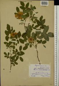 Rosa majalis Herrm., Eastern Europe, Central forest-and-steppe region (E6) (Russia)