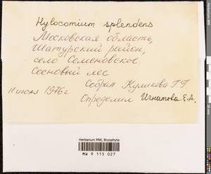 Hylocomium splendens (Hedw.) Schimp., Bryophytes, Bryophytes - Moscow City & Moscow Oblast (B6a) (Russia)