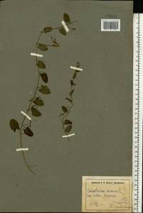 Convolvulus arvensis L., Eastern Europe, North Ukrainian region (E11) (Ukraine)