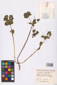 Euphorbia helioscopia L., Eastern Europe, South Ukrainian region (E12) (Ukraine)