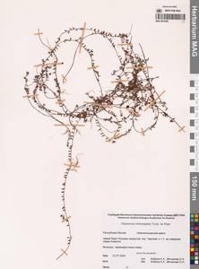 Vaccinium microcarpum (Turcz. ex Rupr.) Schmalh. ex Busch, Siberia, Yakutia (S5) (Russia)