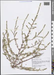Bassia scoparia (L.) Beck, Eastern Europe, Central forest-and-steppe region (E6) (Russia)