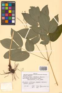 Caulophyllum robustum Maxim., Siberia, Russian Far East (S6) (Russia)