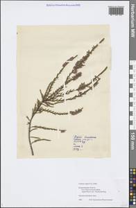 Calluna vulgaris (L.) Hull, Eastern Europe, Central region (E4) (Russia)