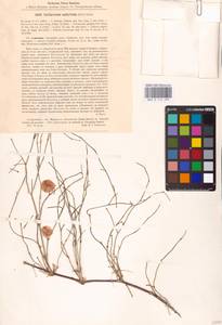 Calligonum aphyllum (Pall.) Gürke, Middle Asia, Caspian Ustyurt & Northern Aralia (M8) (Kazakhstan)