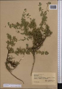 Ononis spinosa subsp. hircina (Jacq.)Gams, Middle Asia, Pamir & Pamiro-Alai (M2) (Tajikistan)