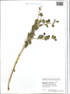 Capparis spinosa, Middle Asia, Karakum (M6) (Turkmenistan)