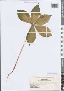Paris quadrifolia L., Eastern Europe, Middle Volga region (E8) (Russia)