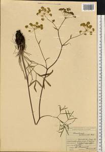 Peucedanum ruthenicum M.Bieb., Eastern Europe, Middle Volga region (E8) (Russia)