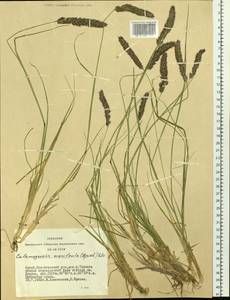Calamagrostis macilenta (Griseb.) Litv., Siberia, Altai & Sayany Mountains (S2) (Russia)