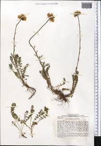 Tanacetum richterioides (C. Winkl.) K. Bremer & Humphries, Middle Asia, Northern & Central Tian Shan (M4) (Kyrgyzstan)