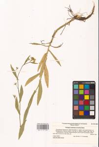 Rorippa austriaca (Crantz) Besser, Eastern Europe, Lower Volga region (E9) (Russia)