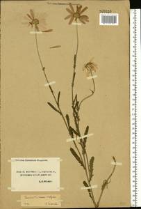 Leucanthemum vulgare Lam., Eastern Europe, Central forest-and-steppe region (E6) (Russia)